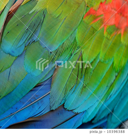 Greenwinged Macaw feathers 10396388