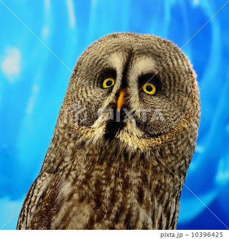 Great Grey Owl Great Grey Owl 10396425
