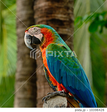 Harlequin Macaw 10396426