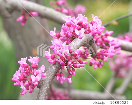 アメリカハナズオウ アメリカハナズオウ 10396525