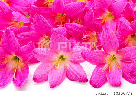 Rain Lily 10396778