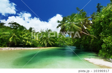 lake and palms, Mahe island, Seychelles lake and palms, Mahe island, Seychelles 10396917