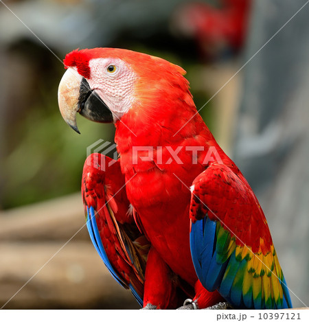Scarlet Macaw 10397121