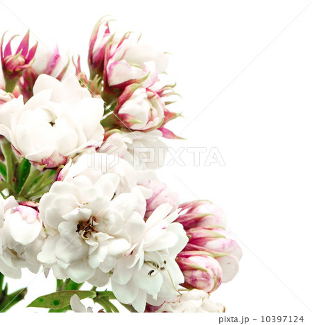 Glory Bower 10397124