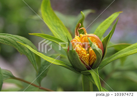 胡蝶の舞・牡丹の蕾 10397472