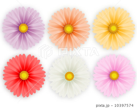 ガーベラ ガーベラ 10397574