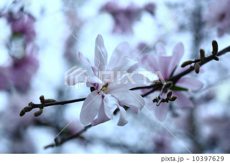 シデコブシの花 シデコブシの花 10397629