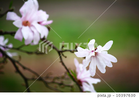 シデコブシの花 シデコブシの花 10397630