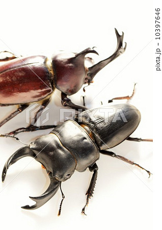国産オオクワガタと国産カブトムシの勝負 白背景の写真素材