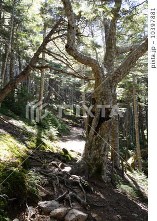 山道 山道 10397881