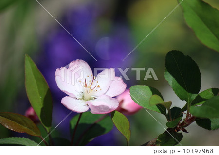 カイドウ カイドウ 10397968