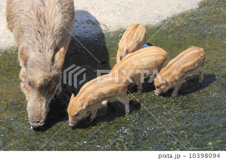 イノシシ母子 イノシシ母子 10398094
