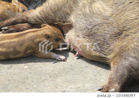 イノシシ母子 10398097