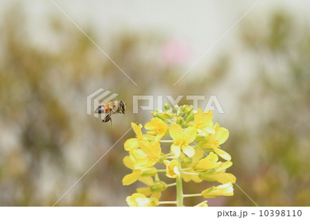 生き物 昆虫 葉牡丹の花を訪れたハナアブ 生き物 昆虫 葉牡丹の花を訪れたハナアブ 10398110