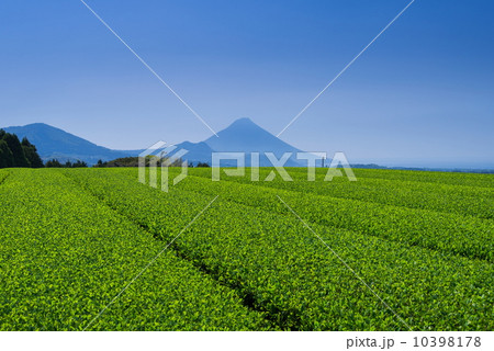 お茶畑と開聞岳 10398178