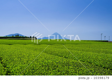 お茶畑と開聞岳 10398179