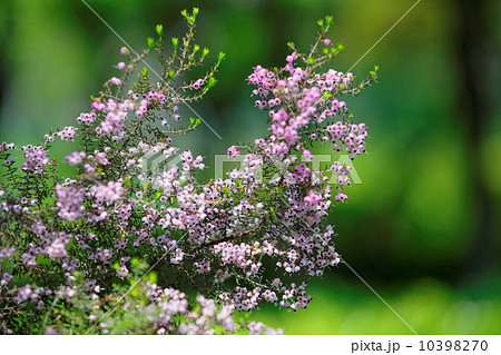 荒川自然公園の淡いピンク色の小さな花・ジャノメエリカ 10398270
