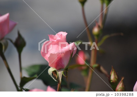 ほころびかけたプリンセスアイコ 10398288