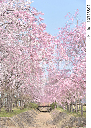 紅枝垂れ桜のピンク色のシャワー 紅枝垂れ桜のピンク色のシャワー 10398307