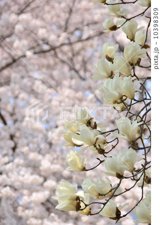 さくらの花をバックの白モクレン 10398309