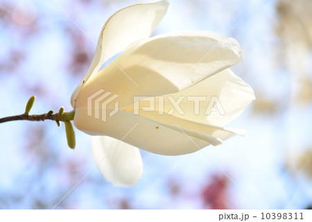 木蓮の花 木蓮の花 10398311