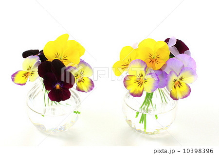 ガラスの花器にアレンジしたヴィオラ ガラスの花器にアレンジしたヴィオラ 10398396
