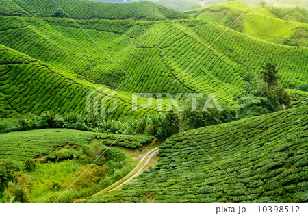 Tea plantation Tea plantation 10398512
