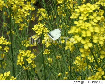 菜花にとまるモンシロチョウ 10398515