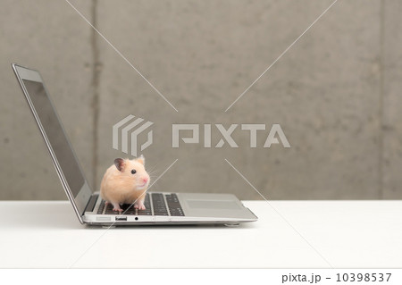 ラップトップとキンクマハムスター 10398537