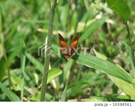 ウラギンシジミ 10398561