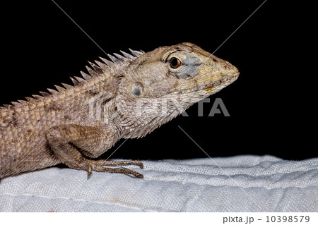 Lizard 10398579