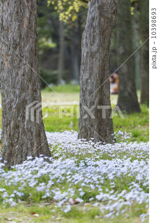 林の中の小さな花 林の中の小さな花 10398693