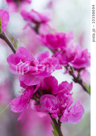 桃の花（照手） 10398694