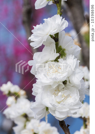 桃の花（照手） 10398696