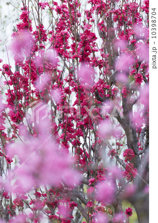 桃の木(照手) 桃の木(照手) 10398704