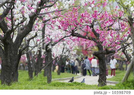 桃の木（照手） 10398709