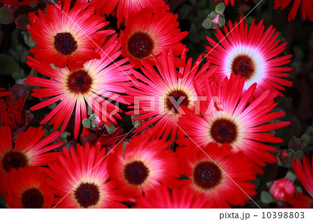 リビングストーンデージー 10398803