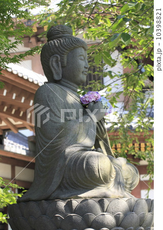 長谷寺のアジサイ 10398821