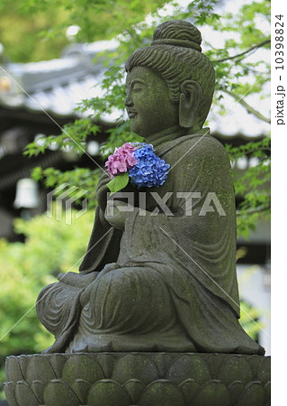 長谷寺のアジサイ 10398824