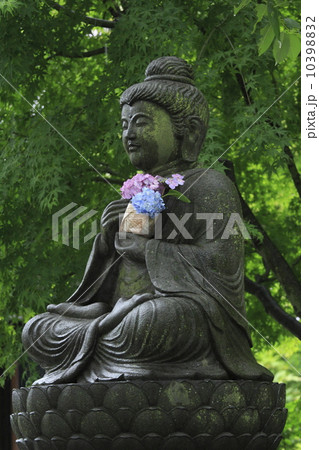 長谷寺のアジサイ 10398832