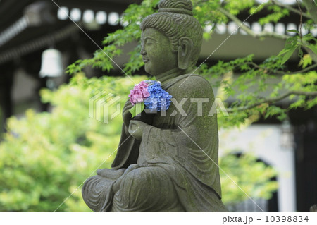 長谷寺のアジサイ 10398834