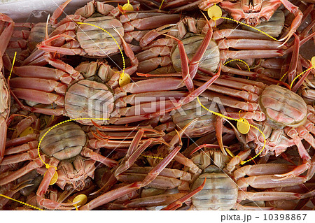 ズワイガニのメス ズワイガニのメス 10398867