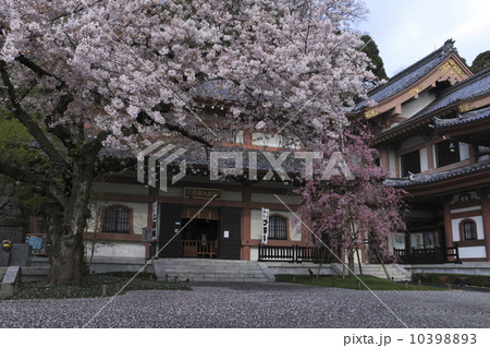 長谷寺の桜 長谷寺の桜 10398893