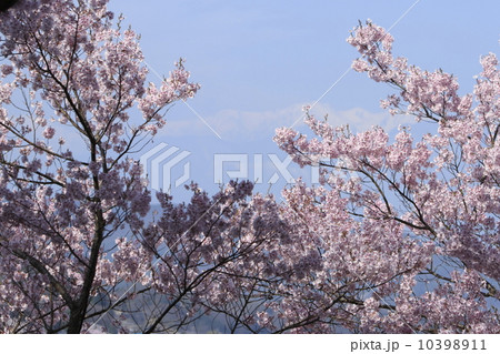 高遠城址の桜 高遠城址の桜 10398911