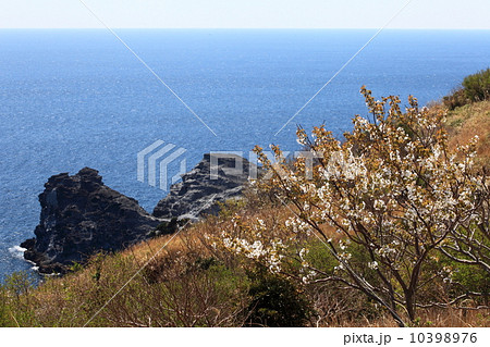 春の奥石廊崎 春の奥石廊崎 10398976