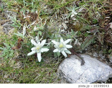 エーデルワイス 10399043