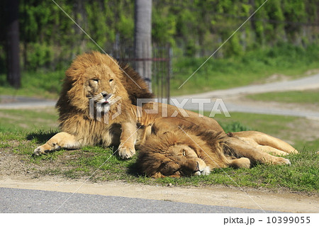 ライオン 10399055