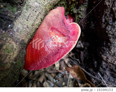 カンゾウダケ 2 カンゾウダケ 2 10399153