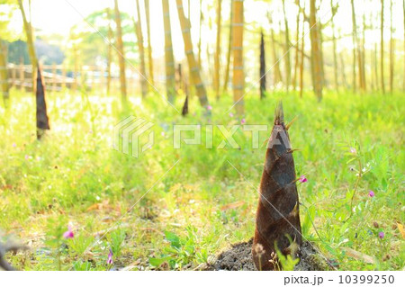 生きてるタケノコ 10399250