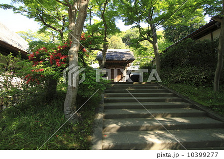 円覚寺のつつじ 円覚寺のつつじ 10399277